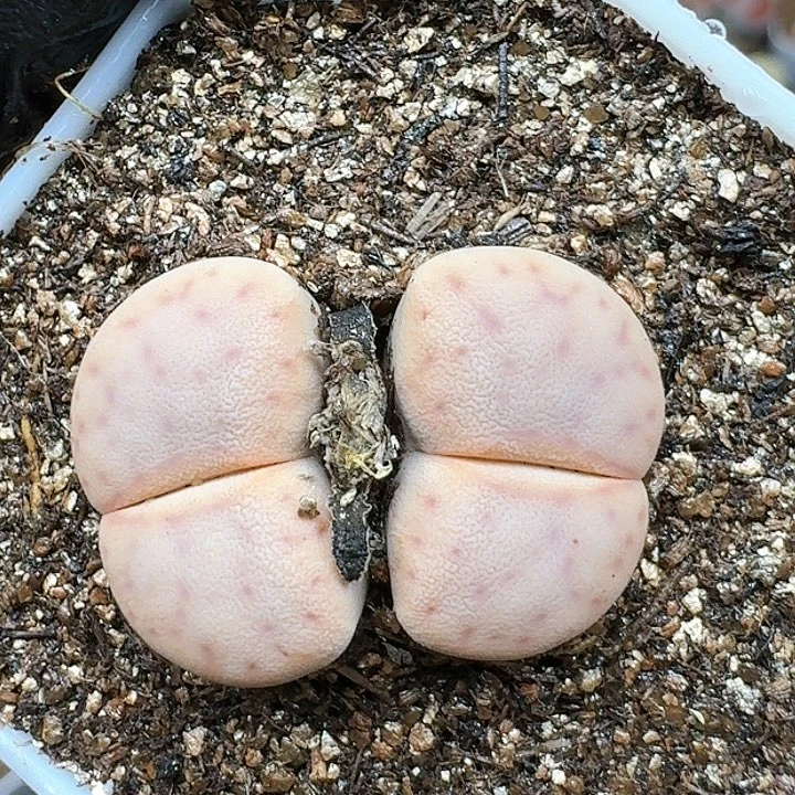 生石花114454。 65