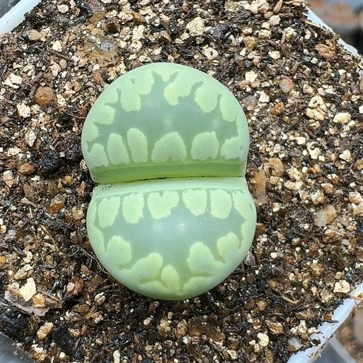 生石花112221。  117