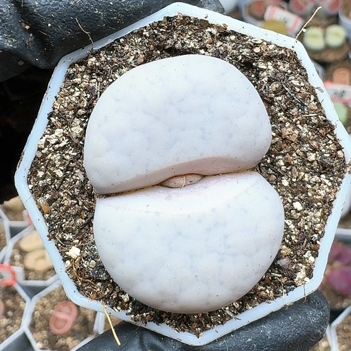 生石花125554。 87