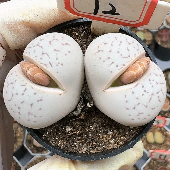 生石花125555。 52