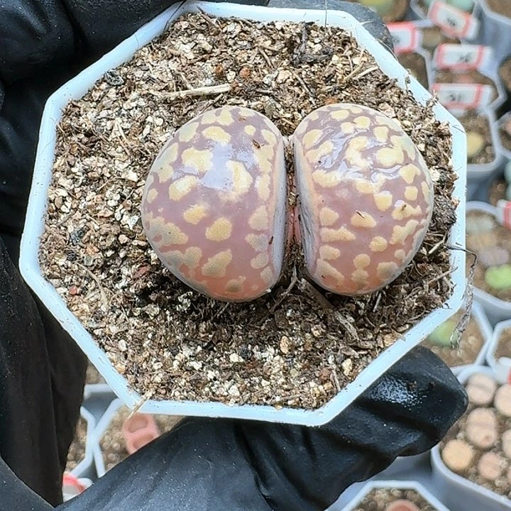 生石花125555。  261
