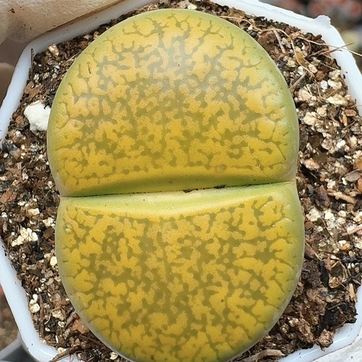 生石花11111111。     305