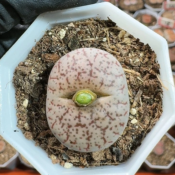 生石花111111。   276