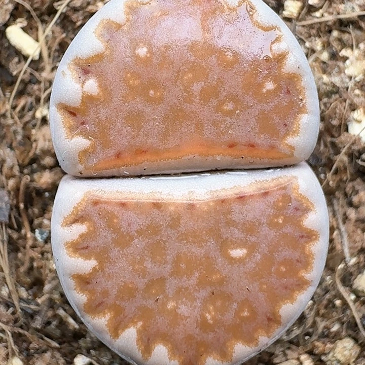 生石花114444。 136
