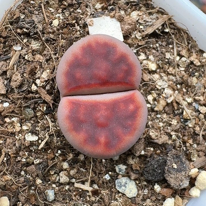 S****o生石花12555。 317