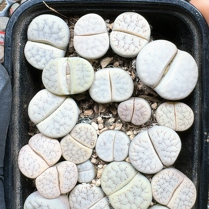 生石花1111111    231