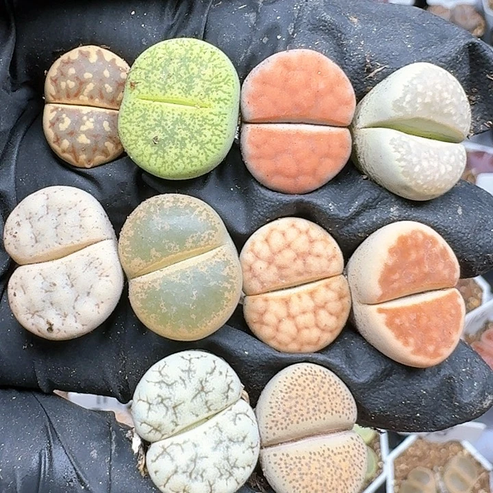 生石花111111   72