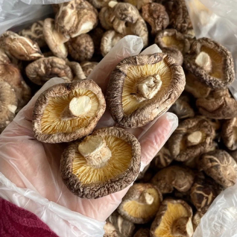 【丑菇】随州三里岗香菇丑花菇香菇农家自种500g