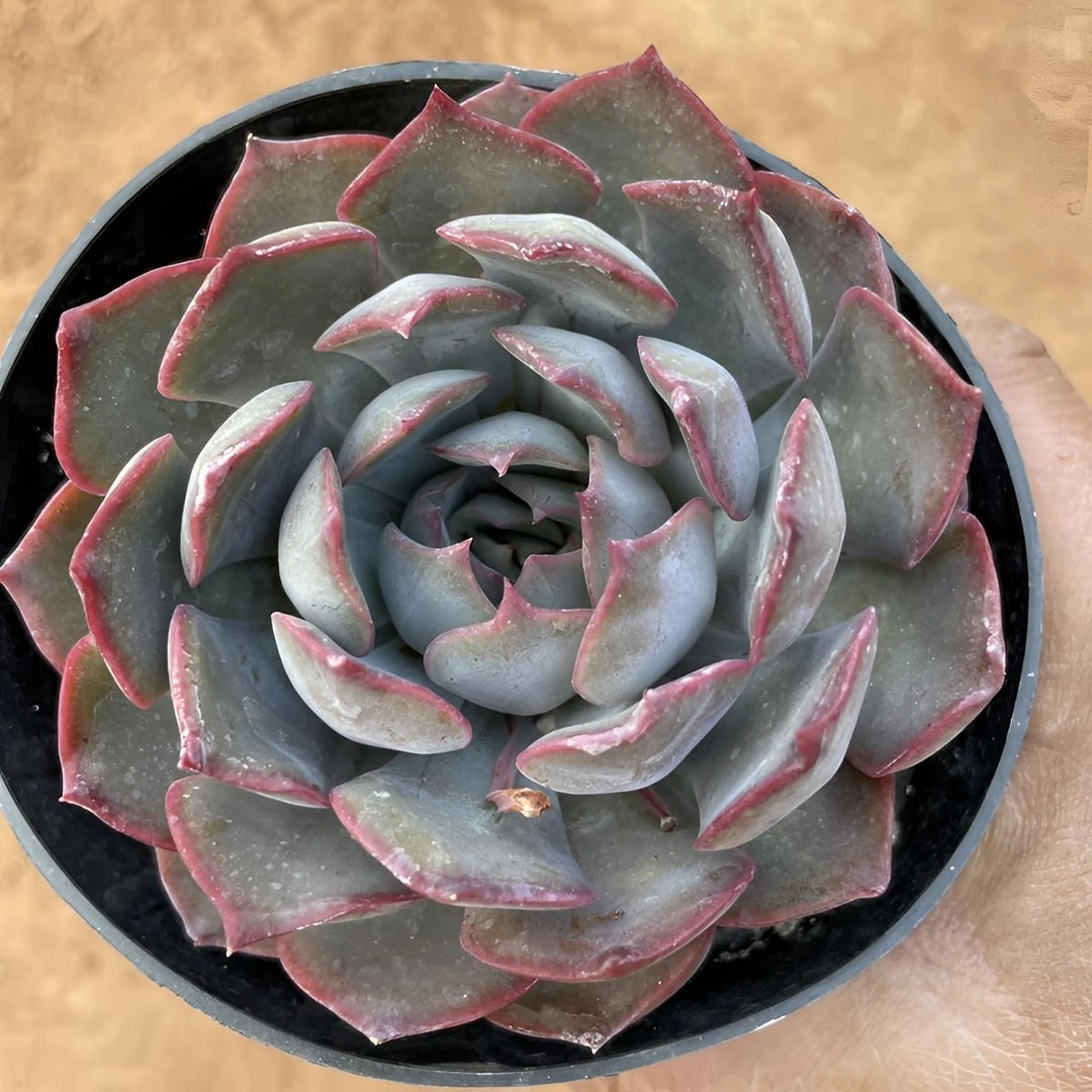 莲花座(暗冰)新手好养