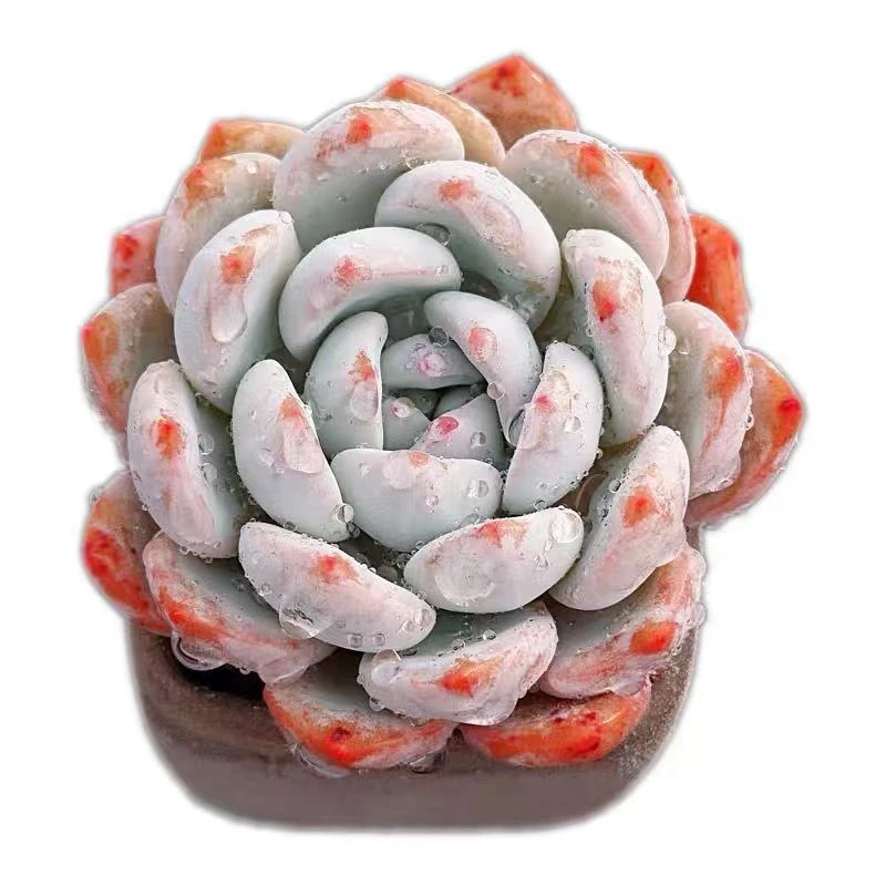 精品莲花座橙梦露多肉