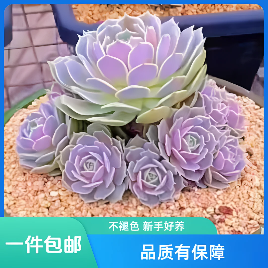 露娜莲 宝宝多肉整桩老桩皮实好养   直播展示盆栽防辐射多肉新手