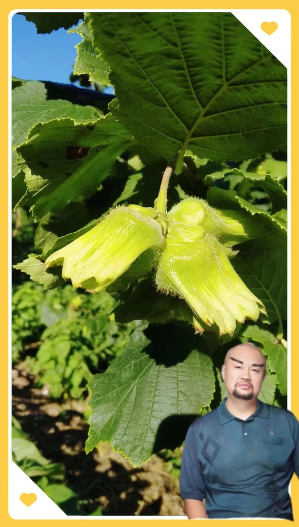 通明山大果榛子新鲜带绿皮5斤装带一个钳子