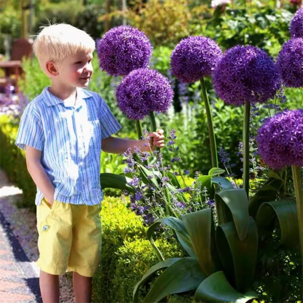 无品牌进口大花葱种球大使盆栽庭院地栽耐寒秋冬种植多年生球根