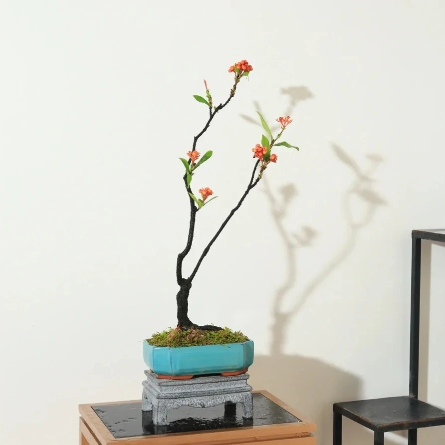 湛江 精品小叶簕竹     庭院   前台  美观        植物养护