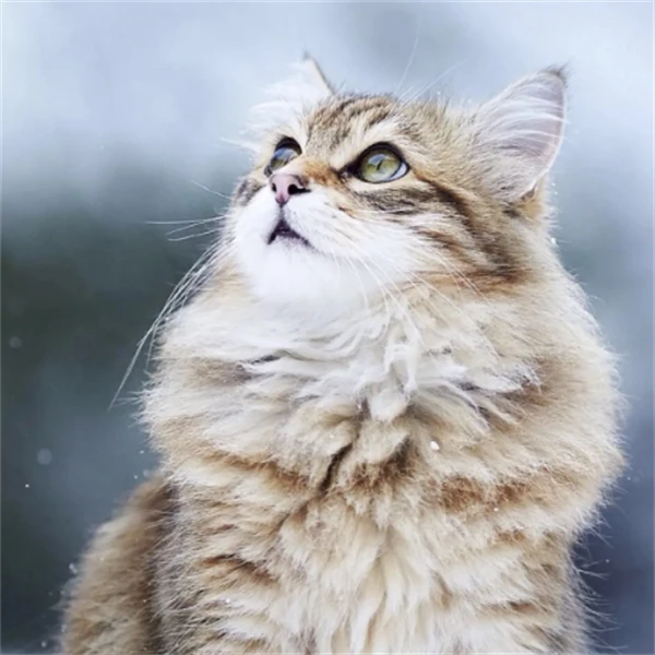 风暴宠物（猫猫）专属