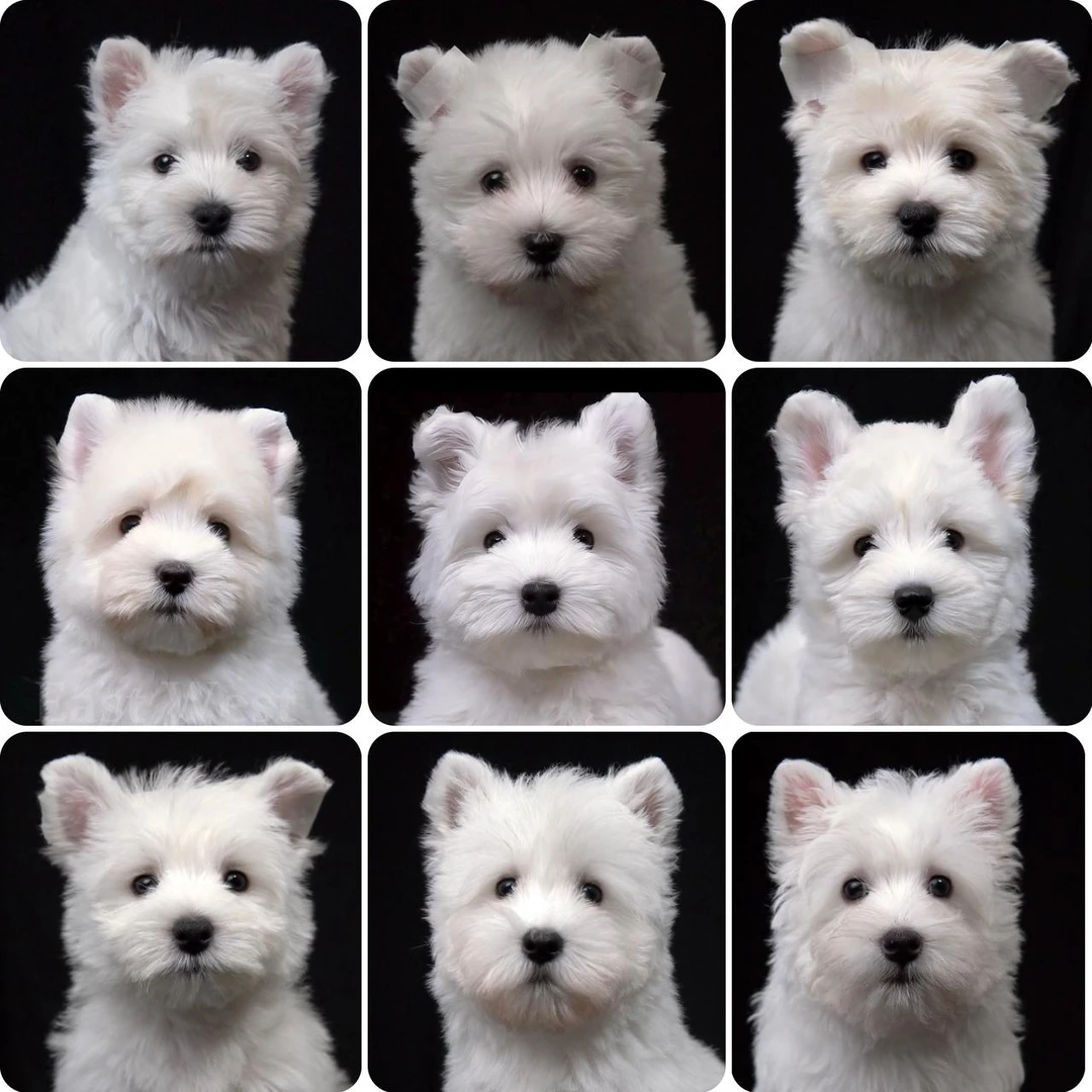 狮子座狗狗宠物链接