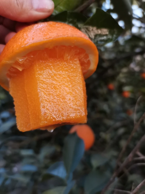 无品牌优选黄金果冻橙鲜甜润化渣中大果