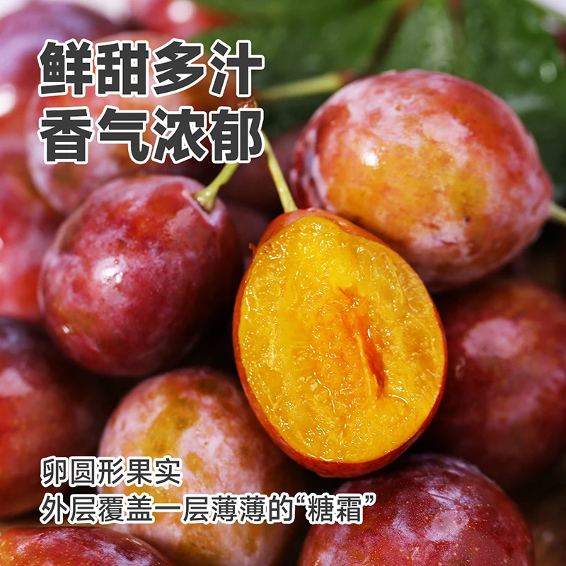 婴禾牧场 新疆法兰西西梅3斤 新疆特产清甜西梅新鲜水果甜蜜多汁