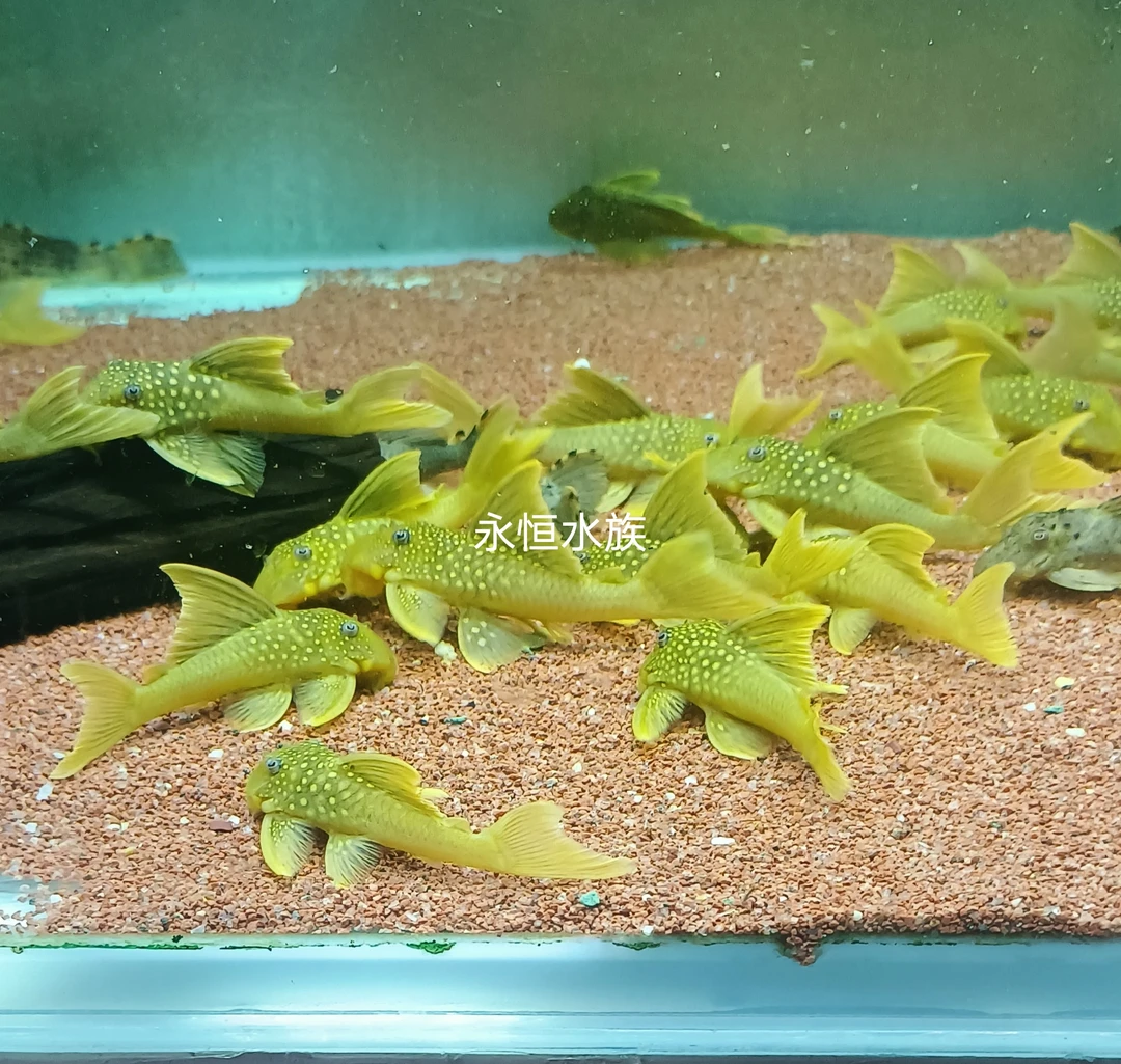 L200A鲨帆金钻高帆金钻南美异型鱼热带鱼观赏鱼