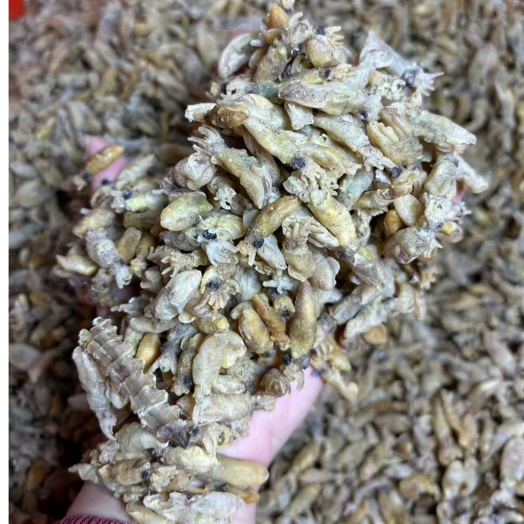 葱花姐 荣成烘干小海兔（9成干）低盐不咸 可煲汤可炒 1斤/2斤