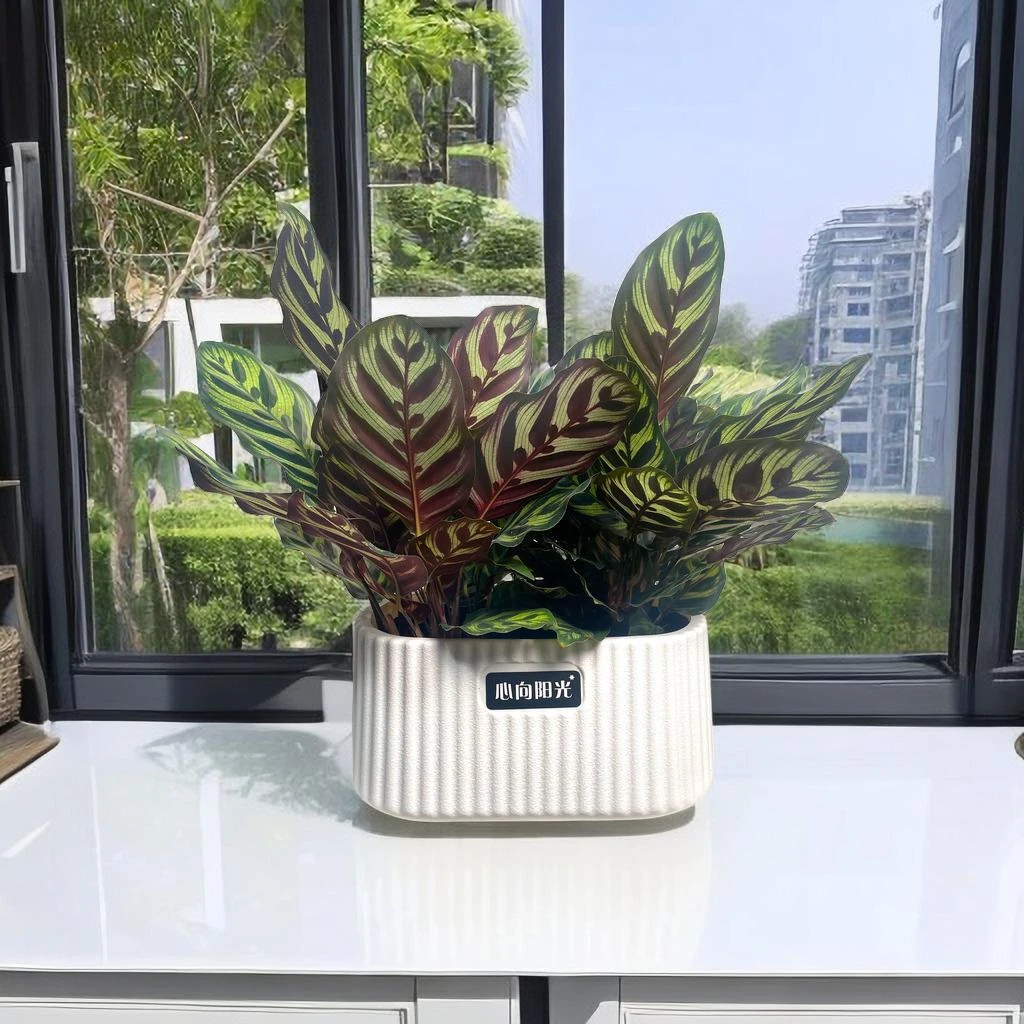 【孔雀竹芋】室内好养绿植盆栽四季常青高档纹路可水培早舒晚立跳舞