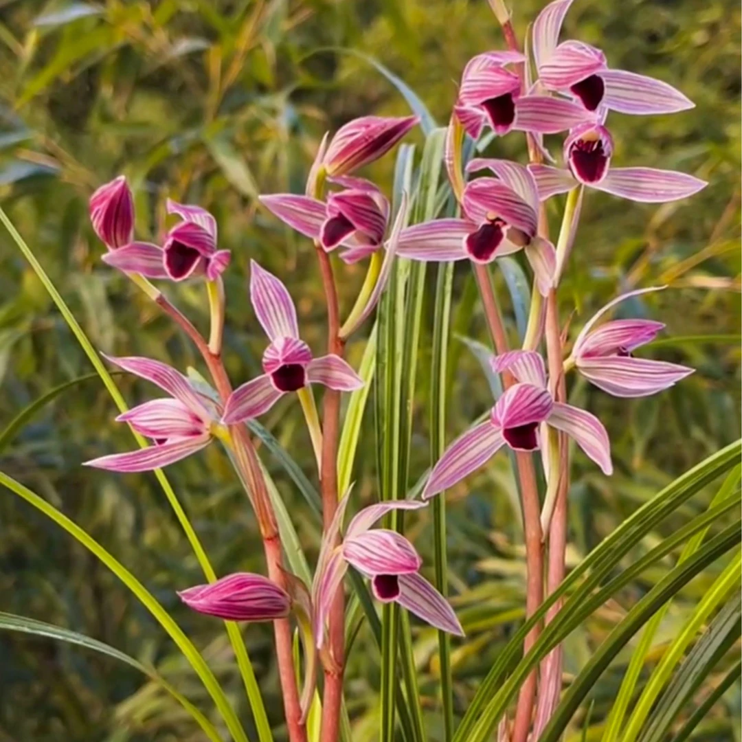 莲瓣兰【烈焰红唇】2苗 终身包对版 假一赔十放心购买