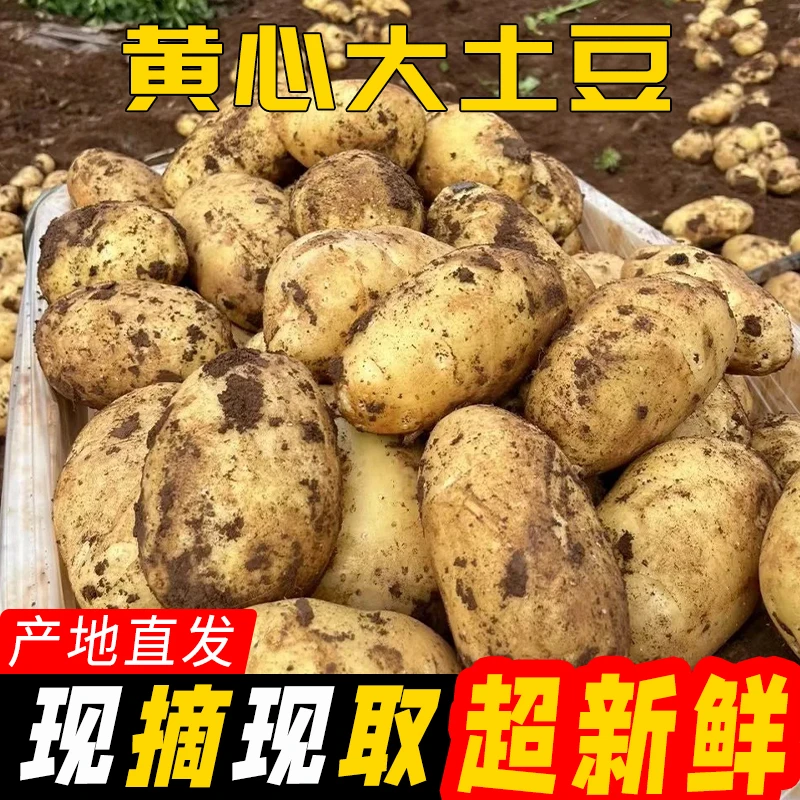 【不做库存货】现摘现取新鲜黄心大土豆