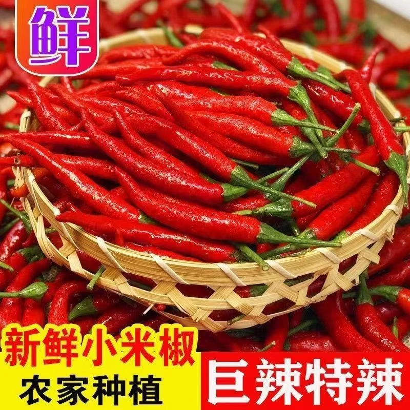 现摘现发鲜香辣味十足小米椒