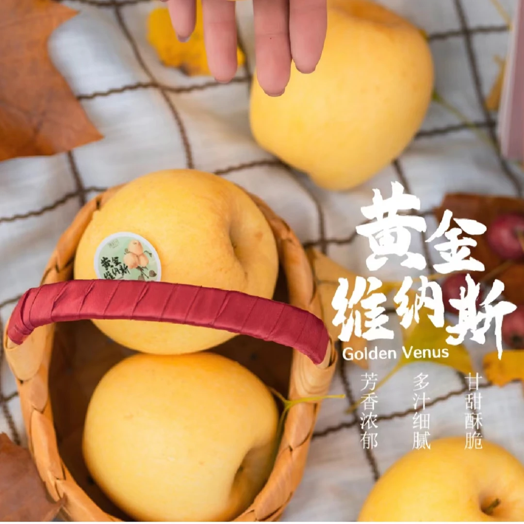 【猫猫专属】黄金维纳斯苹果当季新鲜水果脆甜多汁 9粒 礼盒装 包邮