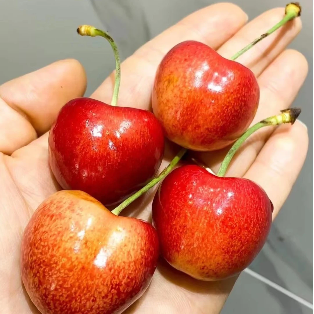 【琪琪专属】智利进口5J车厘子黄车脆甜4.4 斤精选品牌包邮