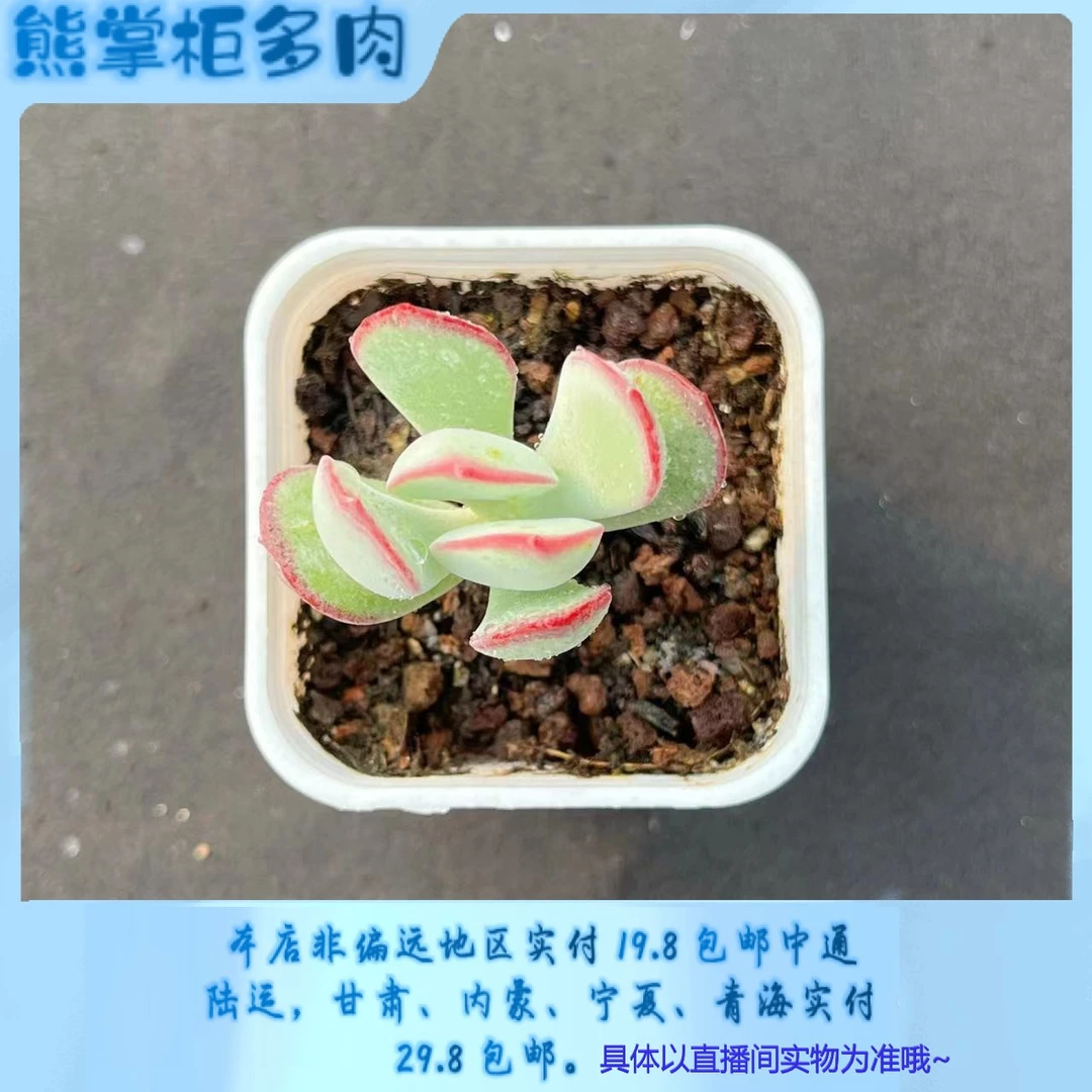 白眉单颗 拍四颗折后合5米一颗 3-5cm起发 熊掌柜多肉 量拍 精品