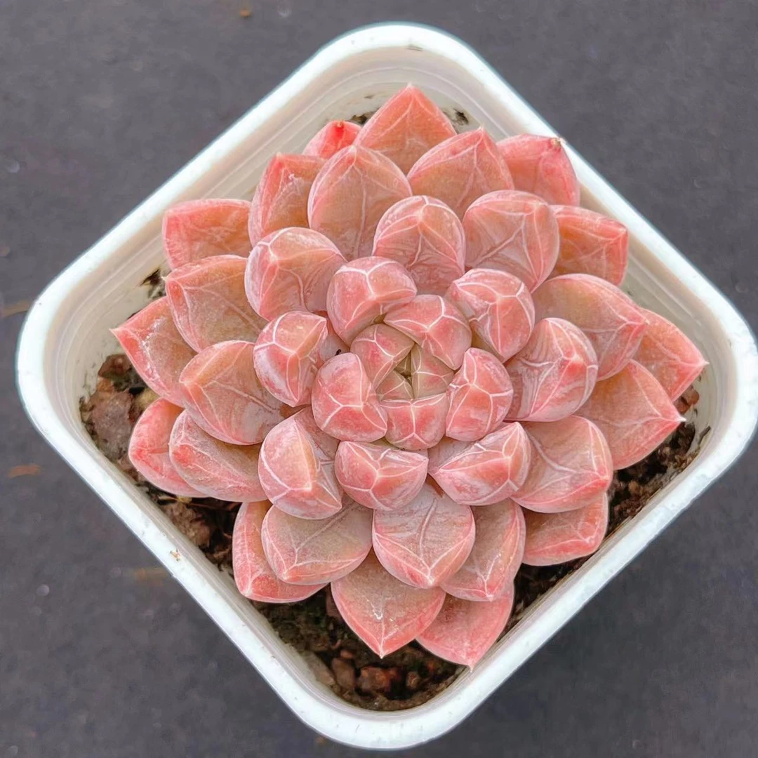 A精品多肉植物 一物一拍 山东直发 全场一单包邮-熊掌柜多肉直播