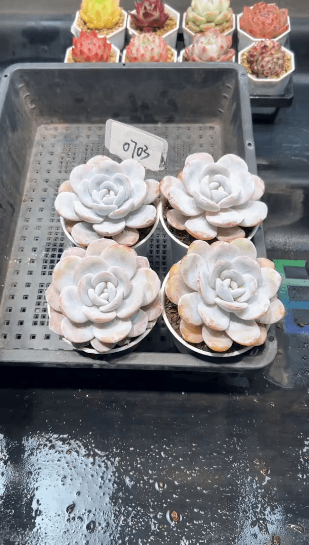 【闪购商品】0703-圆叶粉雪莲母本一颗