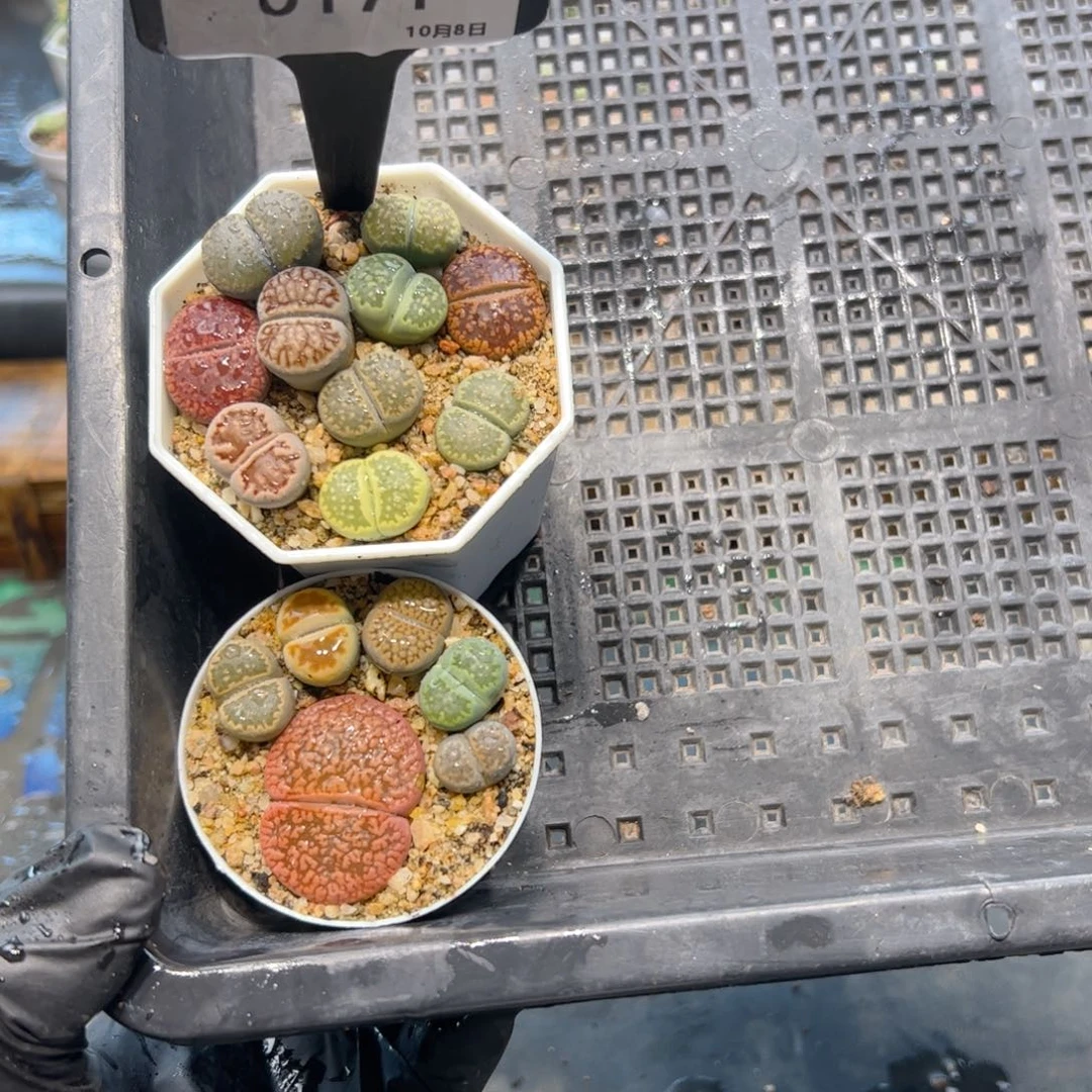 发****?0171/生石花带盆土2颗