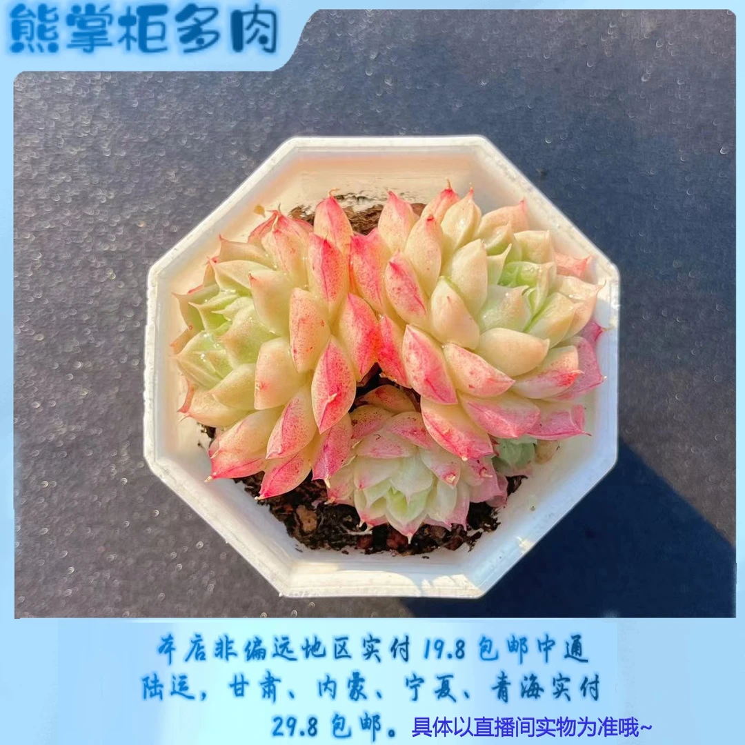 巧乐兹群（不包整）女王玫瑰 带盆土发 睫毛边线  熊掌柜多肉 量拍