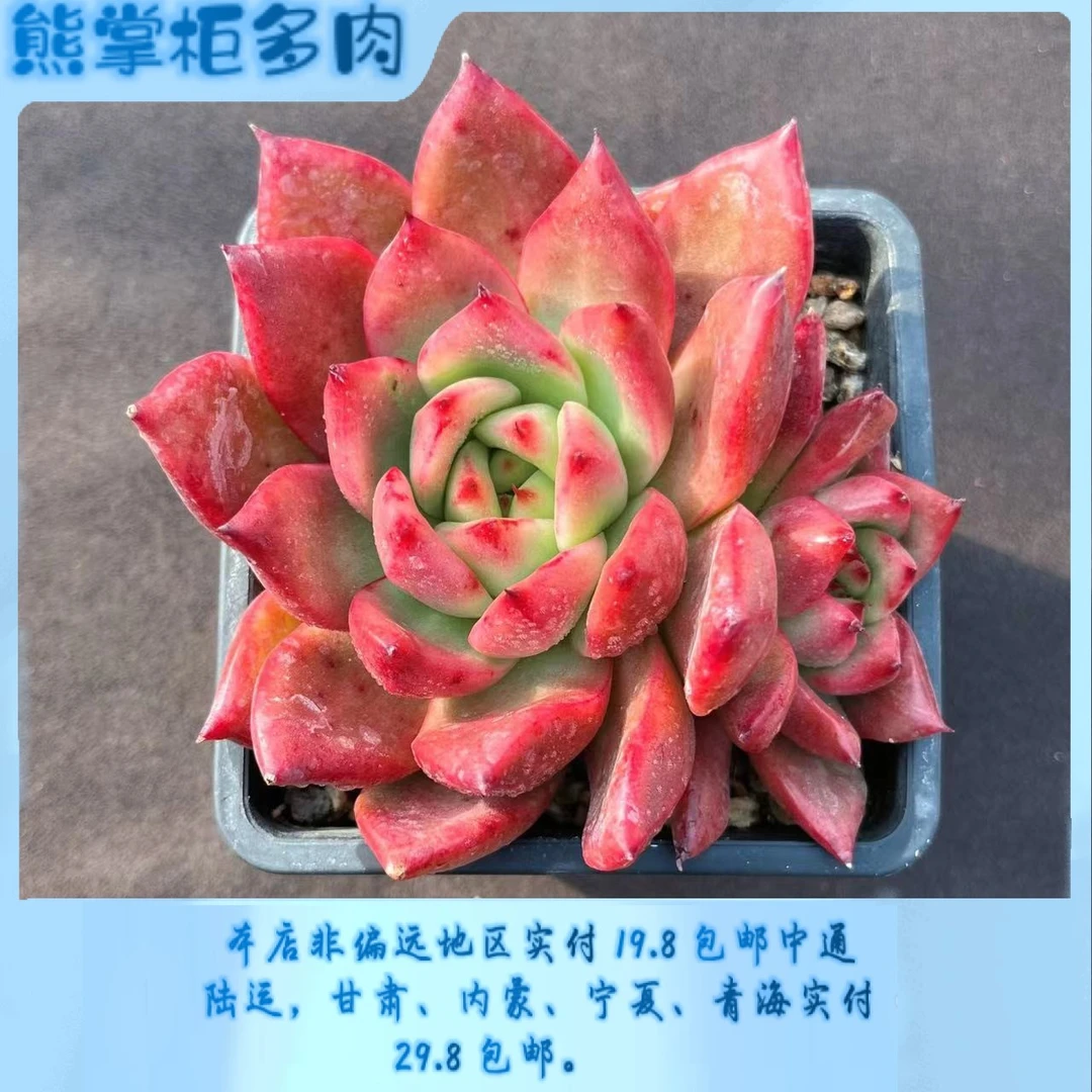 优选孤品 精控精养 稀有品 一物一拍 熊掌柜多肉 阳台多肉植物-C