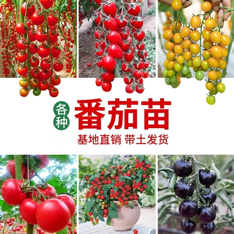 红千禧圣女果苗秧小西红柿苗带土球超甜小樱桃番茄种子籽四季春秋