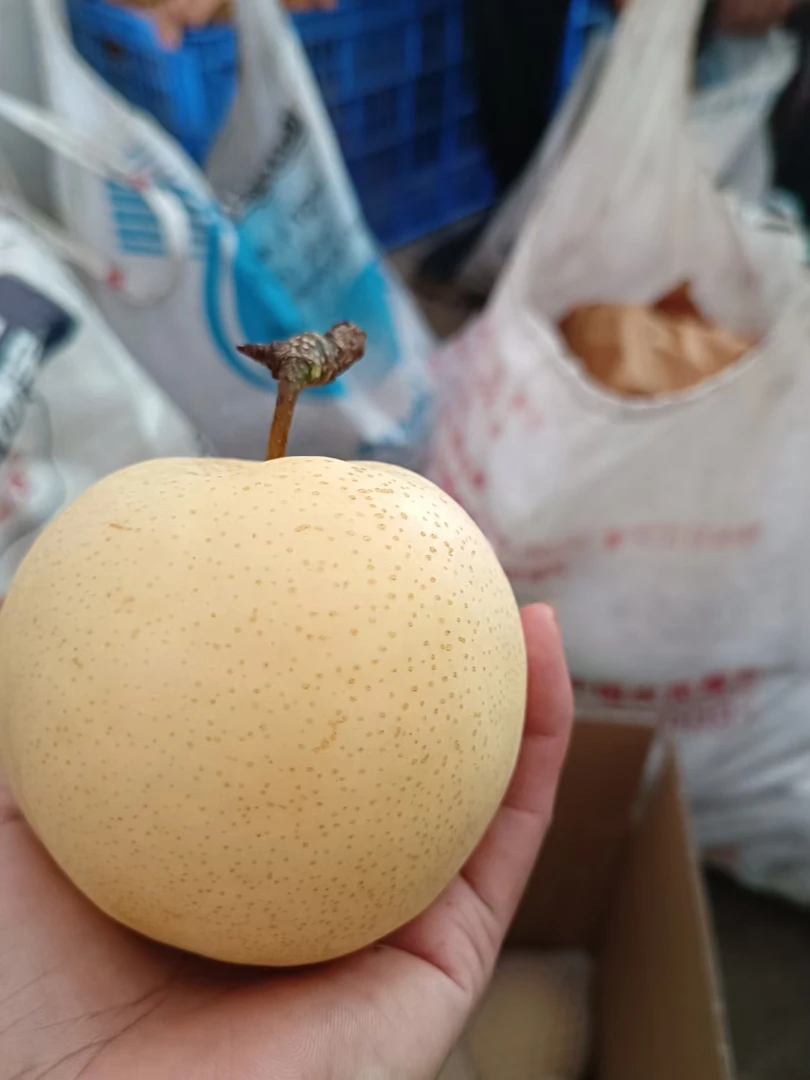 潭岭黄金梨农户发货现摘香脆甜大果10斤1箱广东省包邮