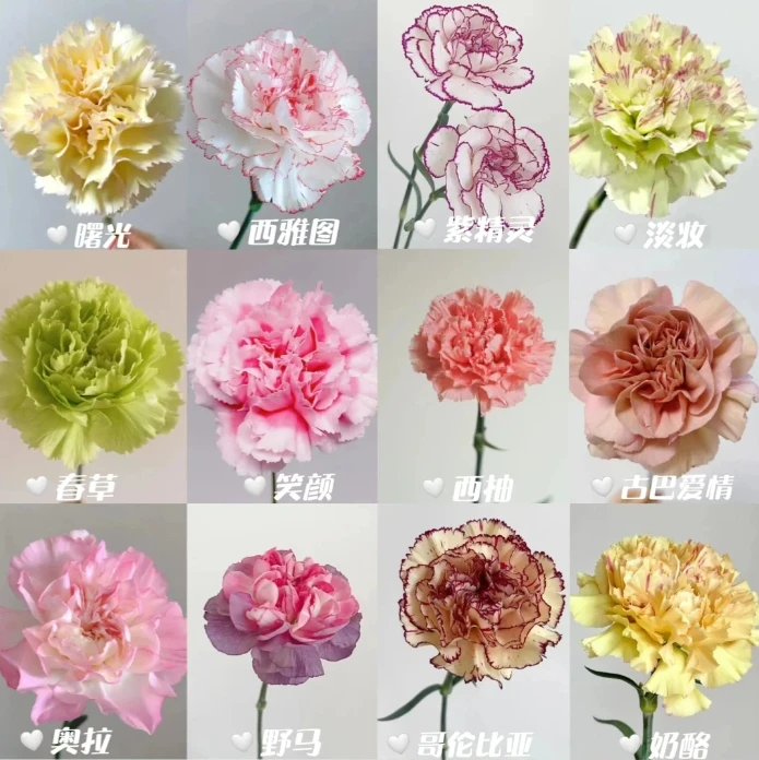 【两个老六】云南鲜花康乃馨任意2单发空运 生鲜产品10%损耗不售后