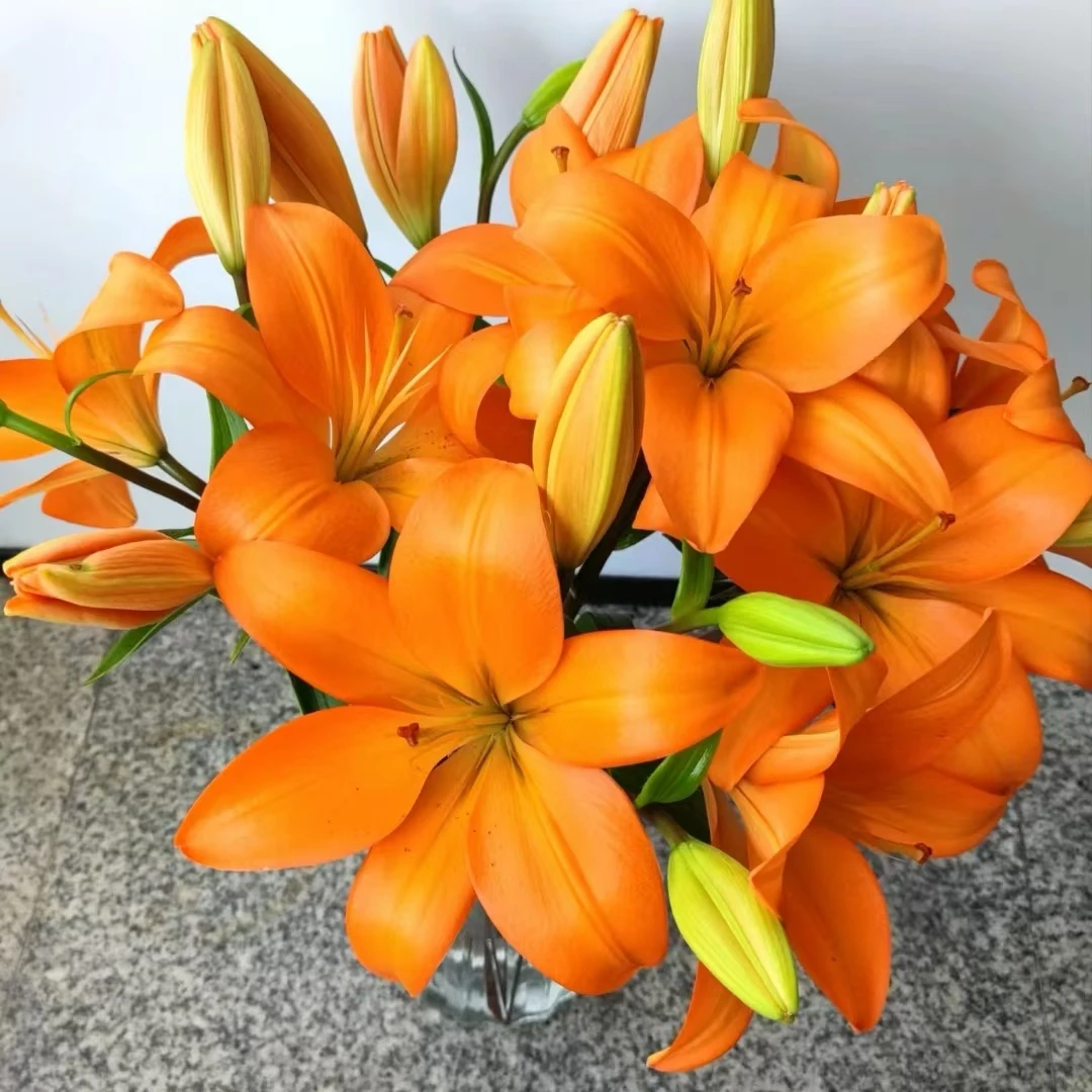 【两个老六卖花花】橙色梦想亚百合 任意2单鲜花包邮发货