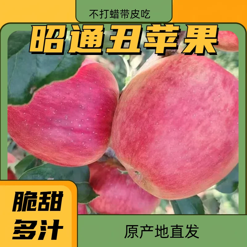 云南昭通原产地优选现摘红露新鲜丑苹果营养香脆甜自然成熟原生态