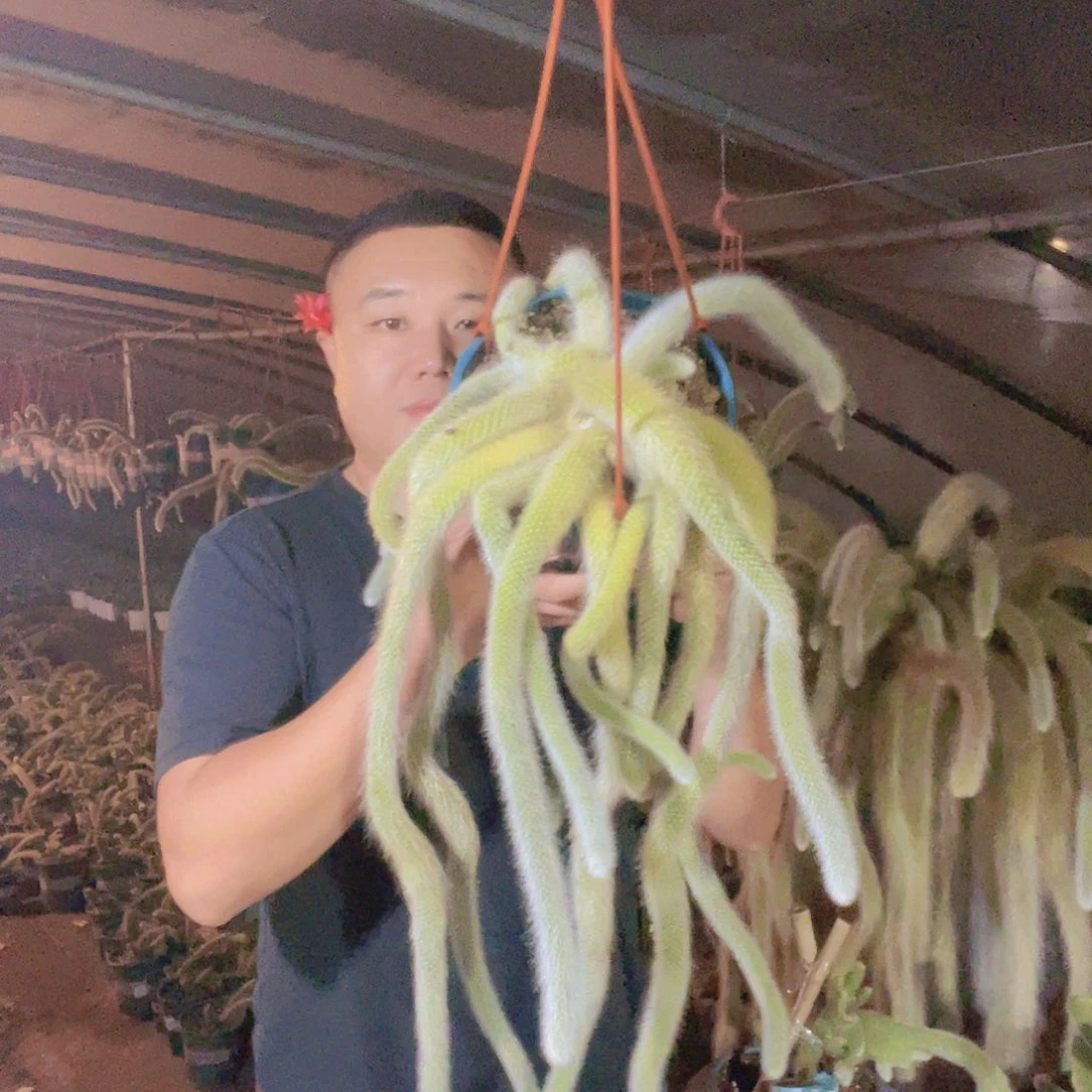 傻**傻九尾狐群生一物一拍