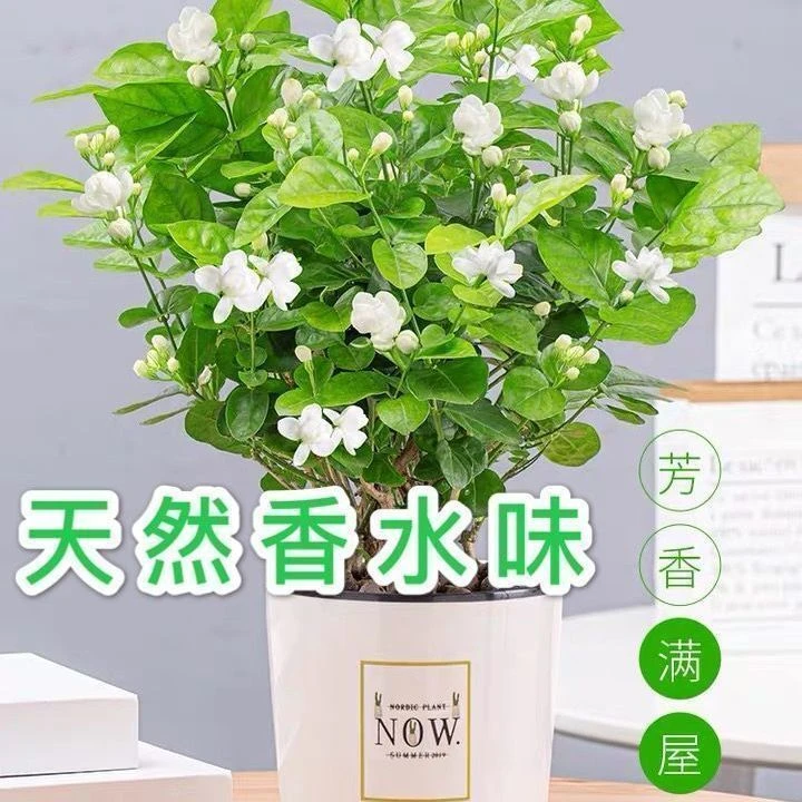 【特价处理】茉莉花盆栽重瓣浓香型花卉室内阳台绿植四季开花