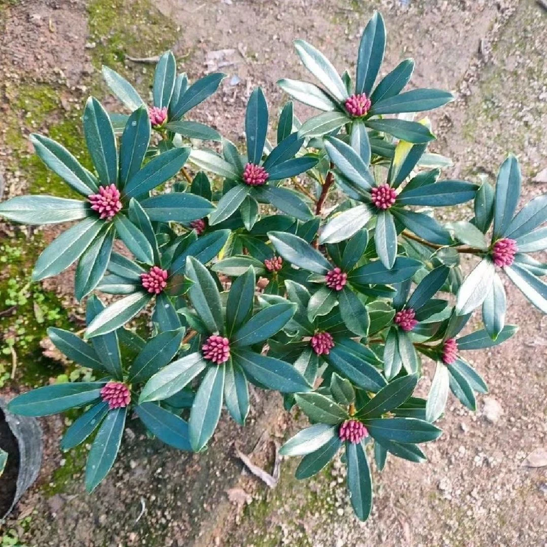 金边瑞香秋冬季花卉盆栽耐寒盆景绿植盆栽室内年宵花卉浓香型