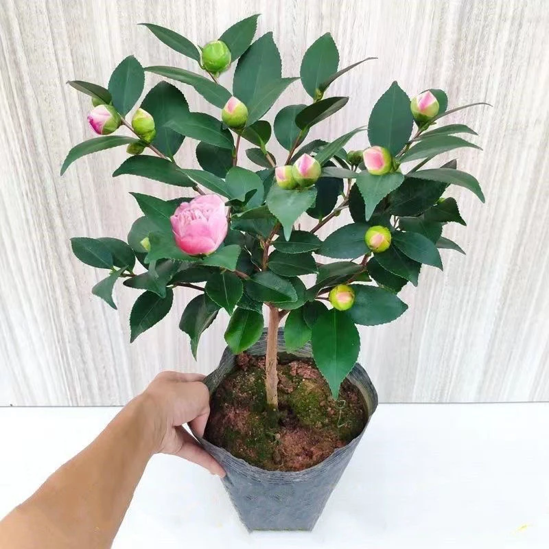 品种茶花盆栽浓香型茶花冬季开花室内耐寒花卉植物茶花树苗