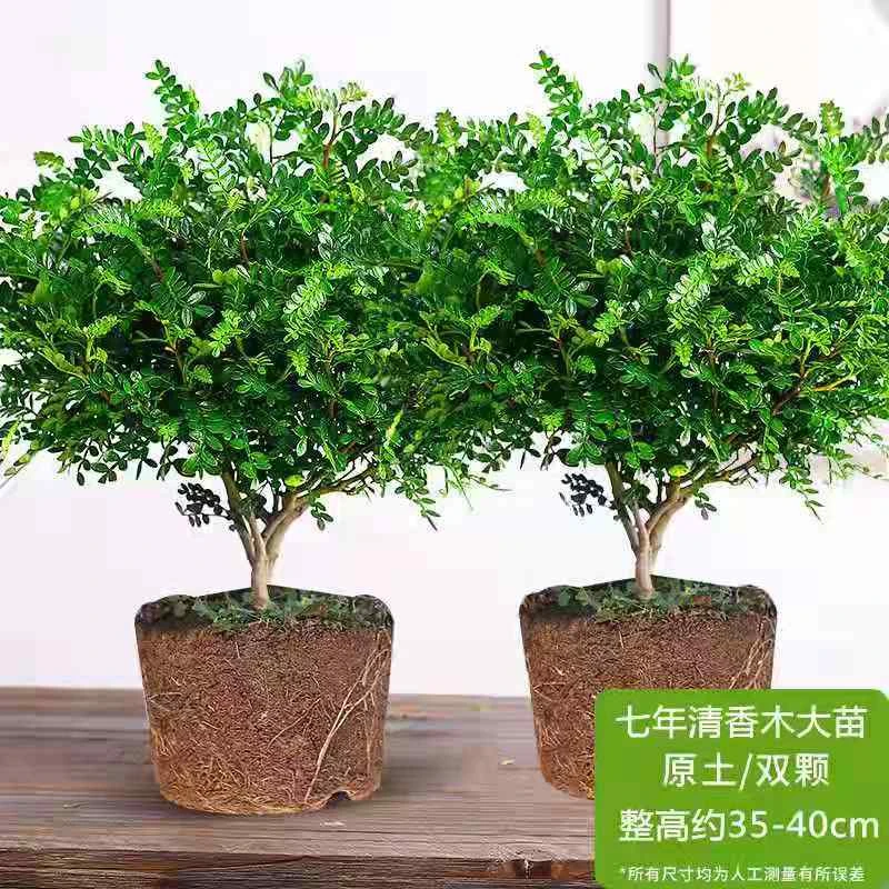 清香木胡椒木盆栽驱蚊四季常青室内好养花卉绿植盆景客厅甲醛开花