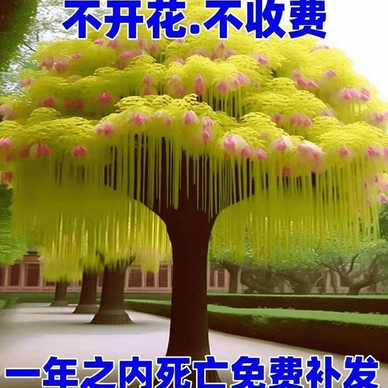 热销名贵流苏树苗室外发芽风景树流苏花苗四月雪花卉盆栽好养的花