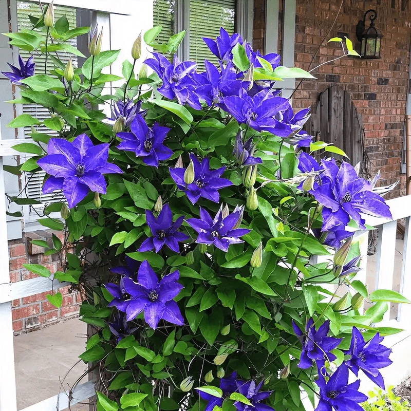 精品乌托邦铁线莲种根爬藤植物庭院耐寒绿植花卉盆栽阳台四季开花