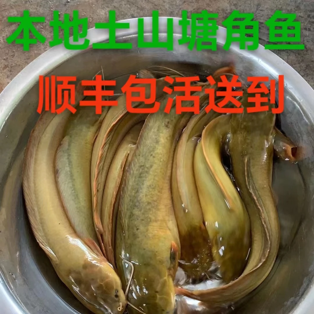 本地土山塘角鱼顺丰包活体送到塘鲺胡子鲶鱼皇妃鱼本地土货