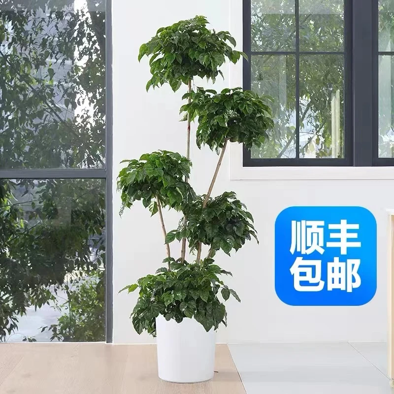 大五层造型幸福树室内绿植绿宝大型盆栽办公室客厅吸甲醛净化空气